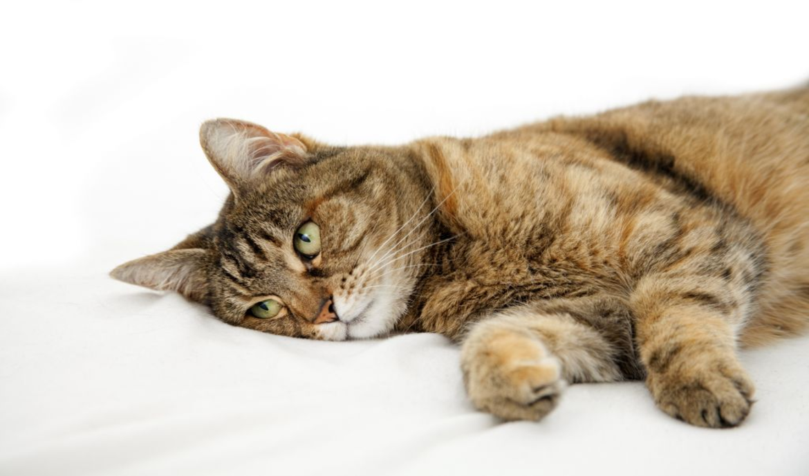 Peritonitis infecciosa felina (FIP) en el gato